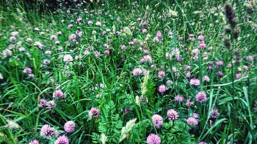 Close-up of flowers blooming in field