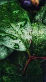 Close-up of raindrops on leaves