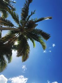 Low angle view of coconut palm tree against blue sky