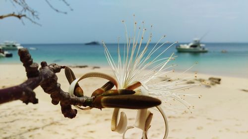 Close-up of driftwood on beach against sky