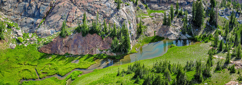 Scenic view of pine trees on land