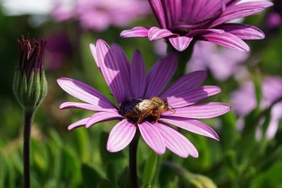 Close-up of bee on flower