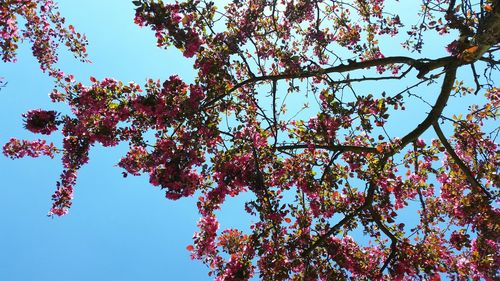 Low angle view of trees against clear blue sky