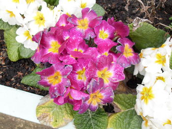 Close-up of pink flowers blooming outdoors