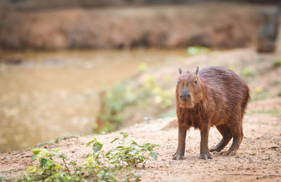 Full length of capybara standing by pond