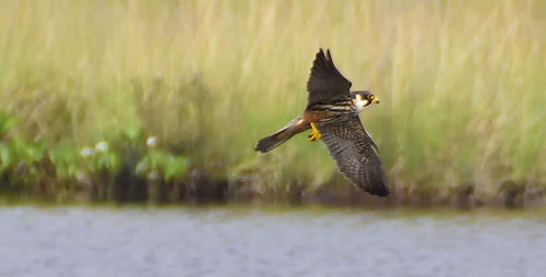 Bird flying over lake