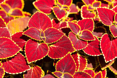 Close-up of autumnal leaves