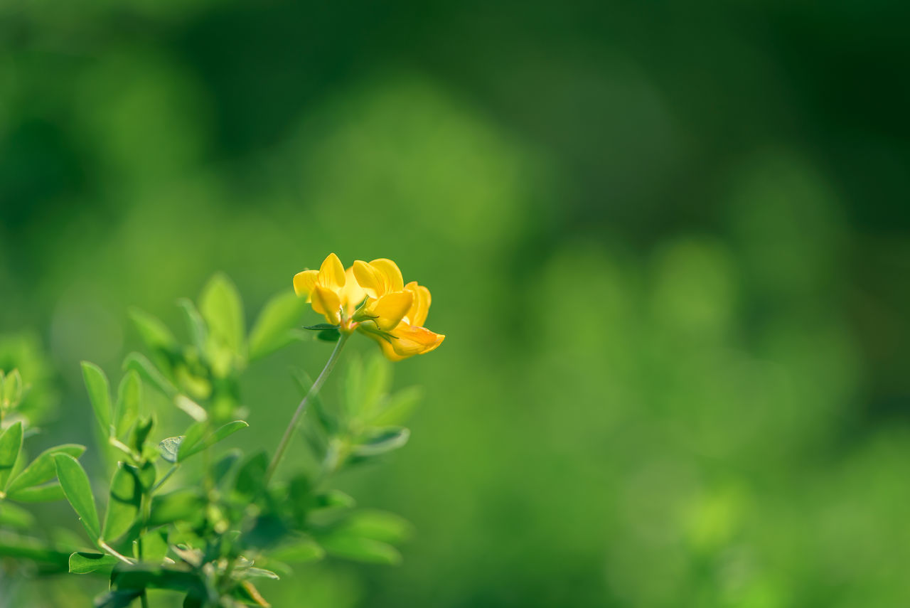 Birds-foot trefoil