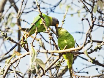 Low angle view of bird perching on tree