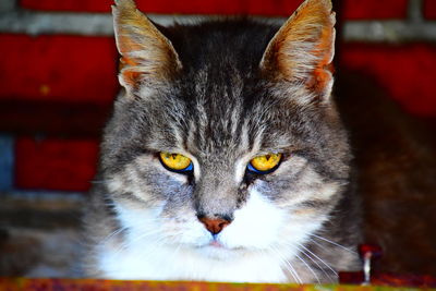 Close-up portrait of cat with yellow eyes