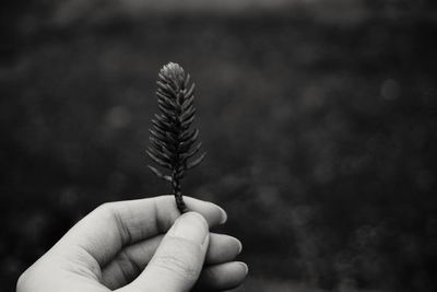 Close-up of hand holding plant