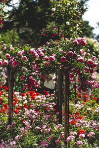 Close-up of pink flowering plants in park