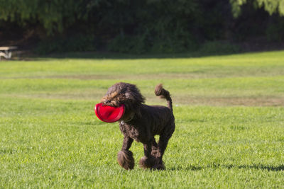 Dog running in field