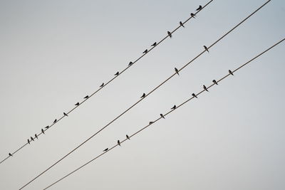 Low angle view of birds flying against clear sky