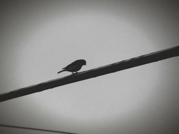 Low angle view of bird perching on cable