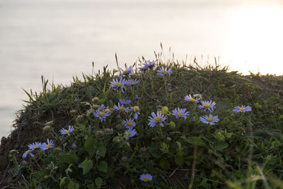 Close-up of purple crocus blooming on field against sky