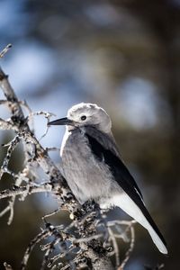 Close-up of bird perching on tree