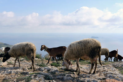 Sheep grazing in a field in malta