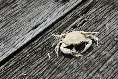 Close-up of wooden plank