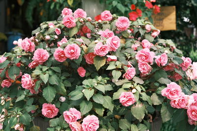 Close-up of pink flowering plants