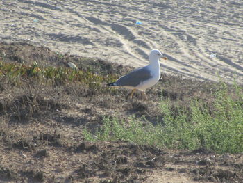 Side view of seagull on land