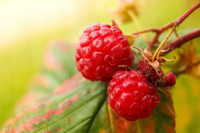 Close-up of red berries growing on plant