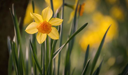 Close-up of yellow flowers blooming outdoors