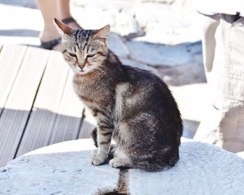 Cat sitting outdoors