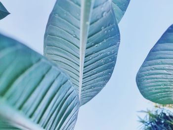 Close-up of palm leaves against blue sky