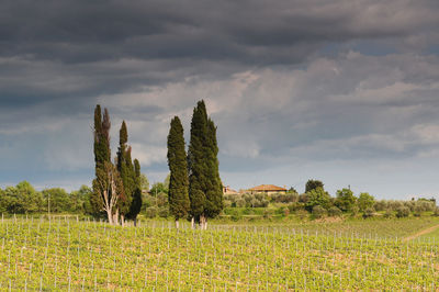 Plants growing on field against sky