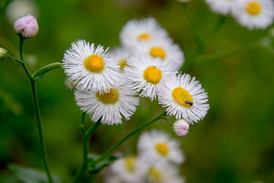 Close-up of white flowering plants on field