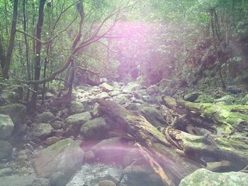 Trees in forest