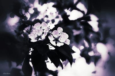 Close-up of flowers