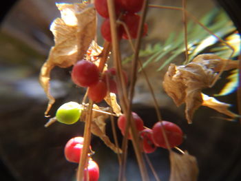 Close-up of red fruit