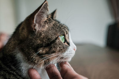 Cropped hand of person touching cat at home