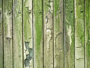 Full frame shot of moss covered wooden planks