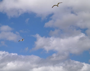 Low angle view of seagull flying against sky