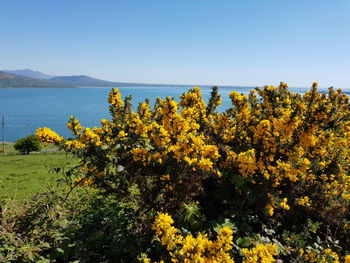 Yellow flowers growing on field against clear sky