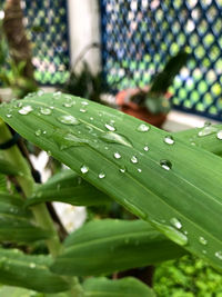 Close-up of raindrops on grass