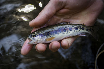 River trout on snoqualmie river washington colors close up