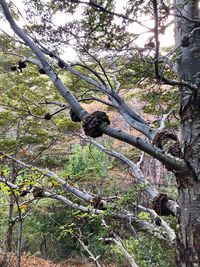 Low angle view of bird perching on a tree