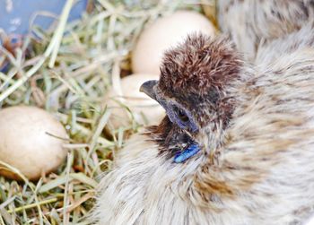 Close-up of a bird