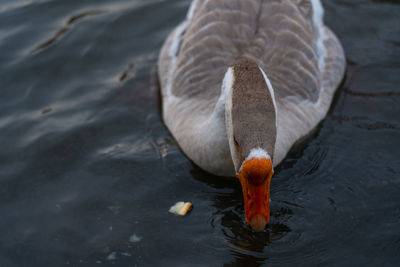 Close-up of swan swimming in lake