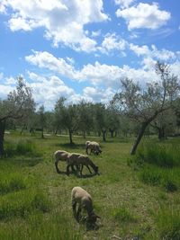 Horses on field against sky