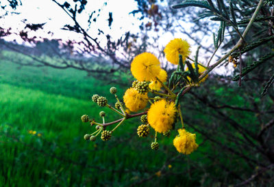 Close-up of yellow flowers on plant