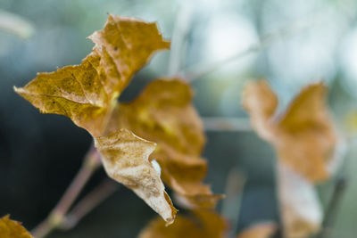 Close-up of yellow maple leaves