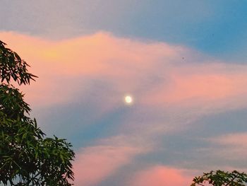 Low angle view of tree against sky at sunset