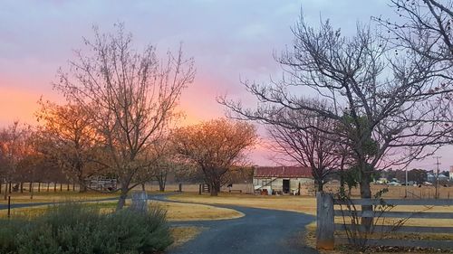 Bare trees against sky during sunset