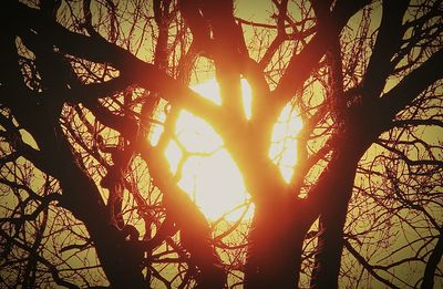 Sun shining through trees