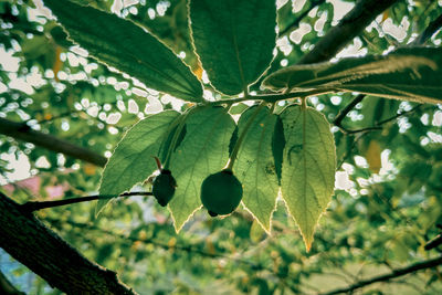 Close-up of fruit growing on tree